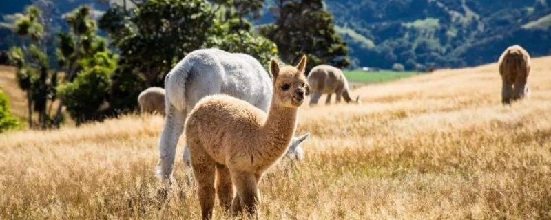 羊駝養殖風險有多大，羊駝養殖成本和利潤及前景分析