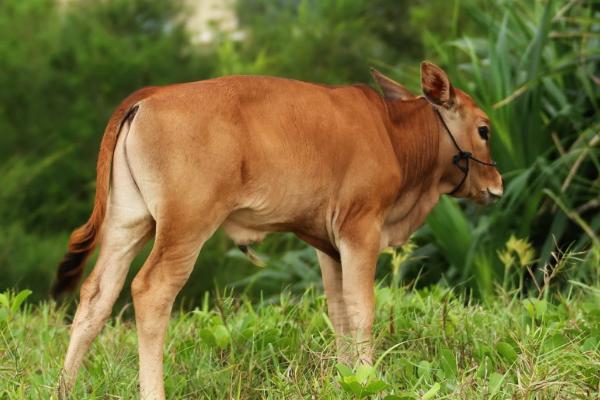 看牛好壞技巧,怎么看牛最能讓牛聽話