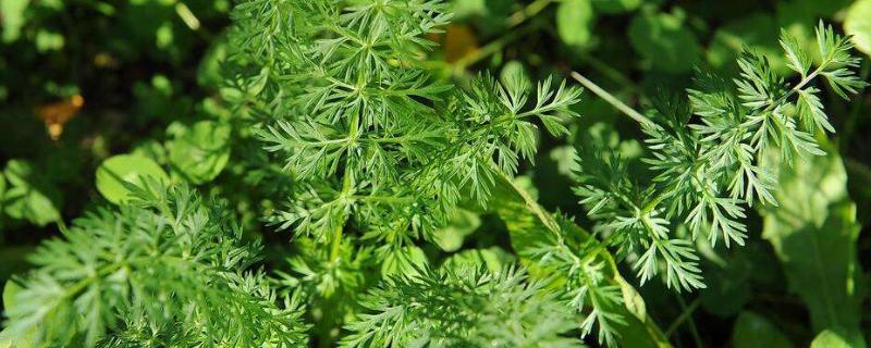 小茴香苗的功效與作用及禁忌，小茴香苗回奶還是下奶的
