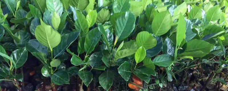 淘寶上怎么買到真果苗，怎么看果苗是不是嫁接的