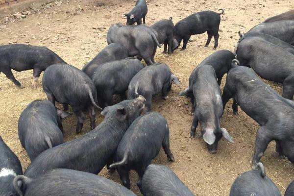 為什么回家搞養殖都虧了