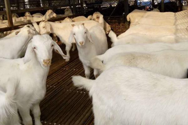 為什么回家搞養殖都虧了