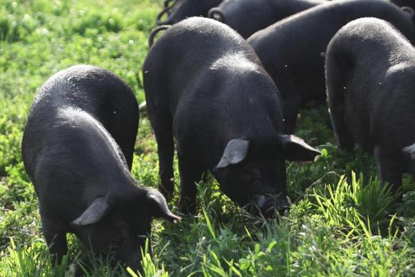為什么回家搞養殖都虧了