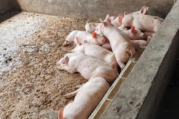 為什么回家搞養殖都虧了