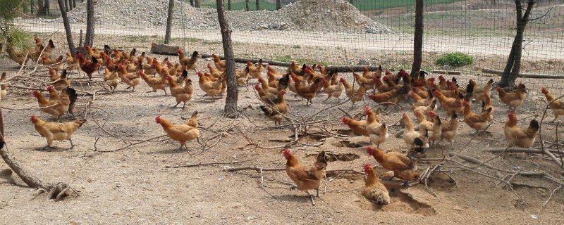 為什么回家搞養殖都虧了