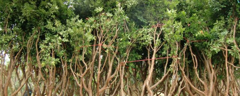 淘寶上買的果樹苗會結(jié)果嗎，怎么在網(wǎng)上買到靠譜的果苗