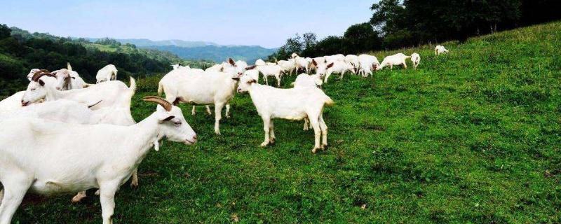 成本低的暴利養殖項目有哪些