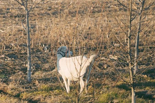 怎樣放羊最能使羊聽話不亂跑