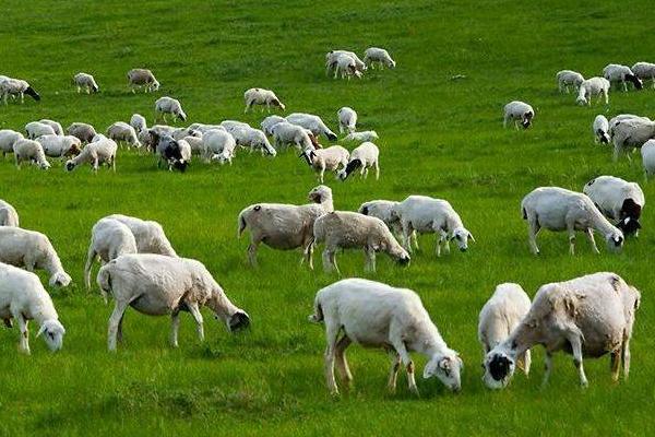 怎樣放羊最能使羊聽話不亂跑