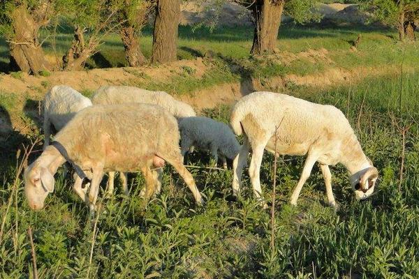 怎樣放羊最能使羊聽話不亂跑