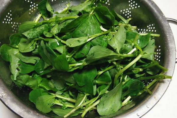 蠶豆苗可以吃嗎,附功效與作用