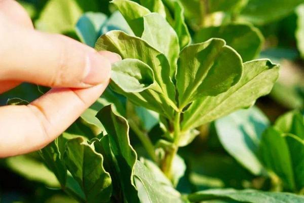 蠶豆苗可以吃嗎,附功效與作用