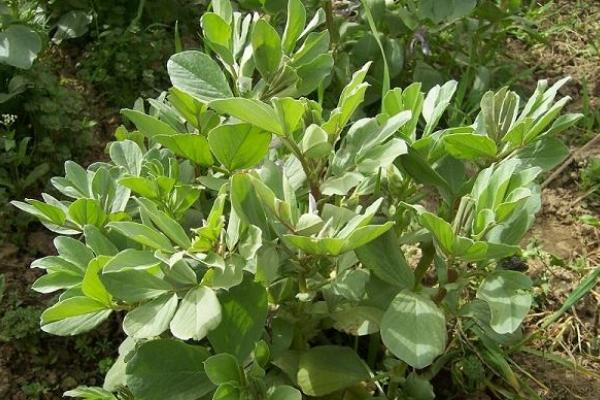 蠶豆苗可以吃嗎,附功效與作用