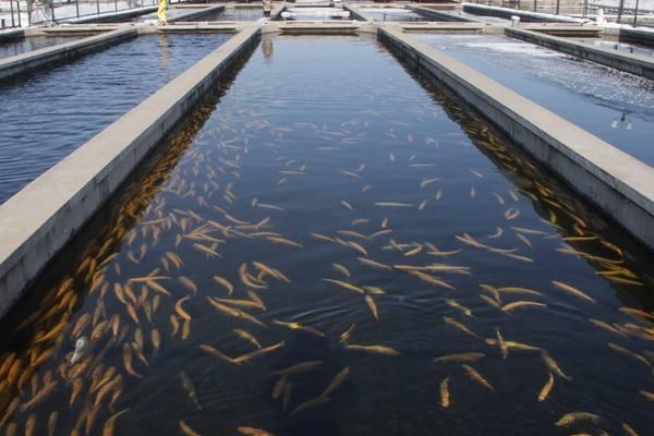 小瓜蟲(chóng)最佳治療方法，小瓜蟲(chóng)是怎么產(chǎn)生的