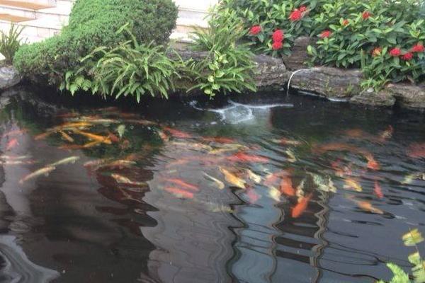 小瓜蟲(chóng)最佳治療方法，小瓜蟲(chóng)是怎么產(chǎn)生的