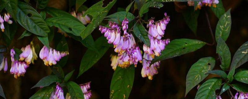 遠志種植技術及畝收益，附種植時間