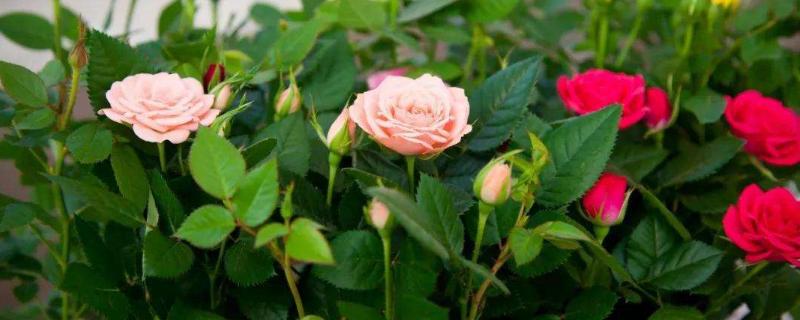 玫瑰養殖方法和注意事項，這幾點小技巧需掌握