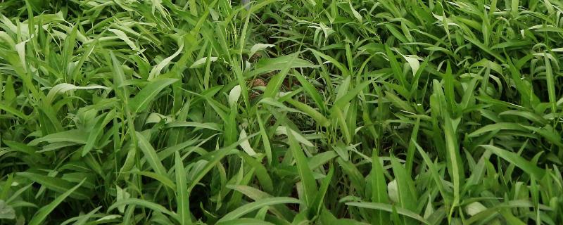 水培空心菜的種植方法,附種植時(shí)間