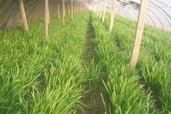 韭菜籽（種子）怎么種植方法，怎么種發芽快