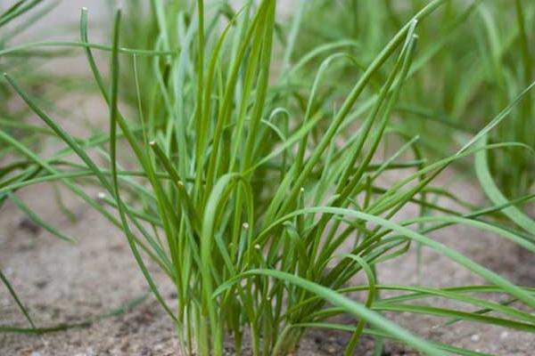 韭菜籽（種子）怎么種植方法，怎么種發芽快