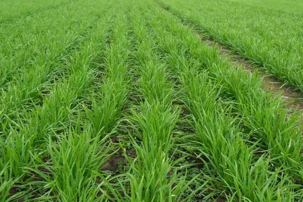 韭菜籽（種子）怎么種植方法，怎么種發芽快