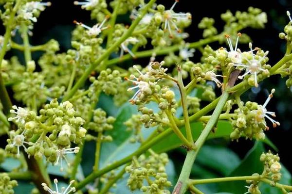 荔枝保花保果農藥最佳配方,用什么藥