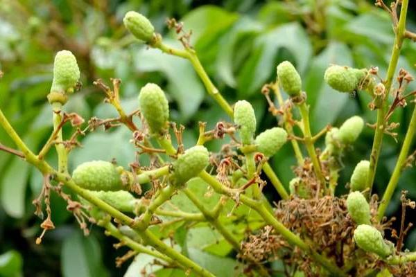 荔枝保花保果農藥最佳配方,用什么藥