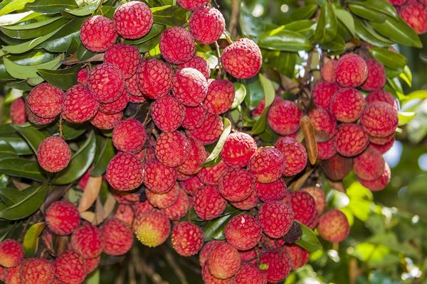 荔枝保花保果農藥最佳配方,用什么藥