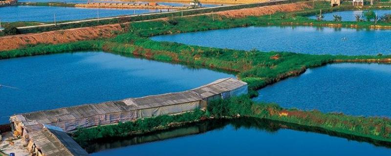 小瓜蟲(chóng)最佳治療方法，小瓜蟲(chóng)是怎么產(chǎn)生的