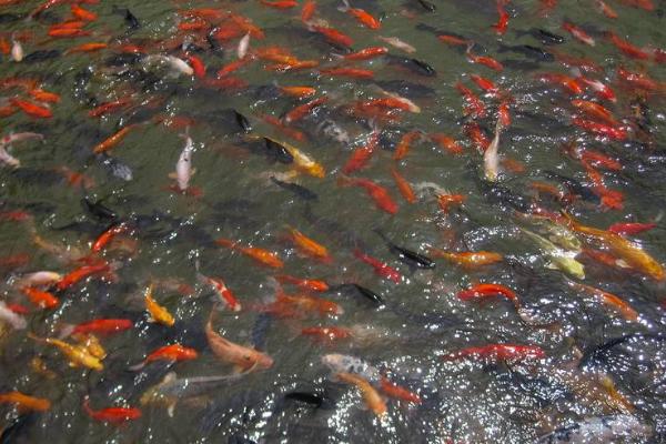 小瓜蟲(chóng)最佳治療方法，小瓜蟲(chóng)是怎么產(chǎn)生的