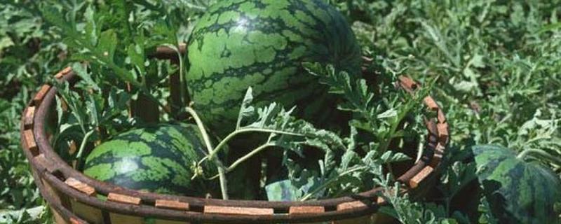 西瓜細菌性葉枯病特效藥（附癥狀及發病規律）