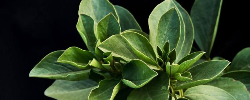 蠶豆苗可以吃嗎，附功效與作用