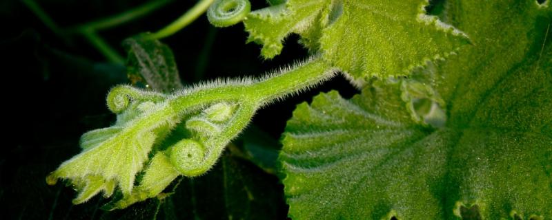 南瓜苗的功效與作用及禁忌