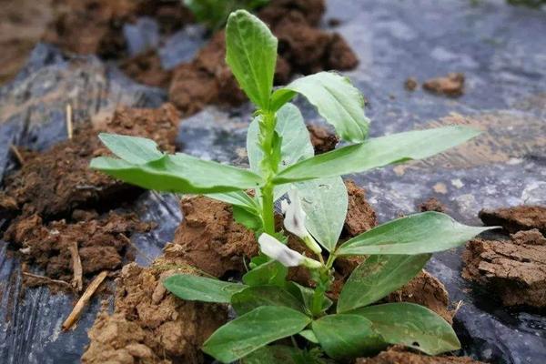 蠶豆苗可以吃嗎,附功效與作用