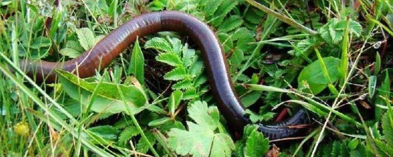 蚯蚓怎么養殖方法,用什么土
