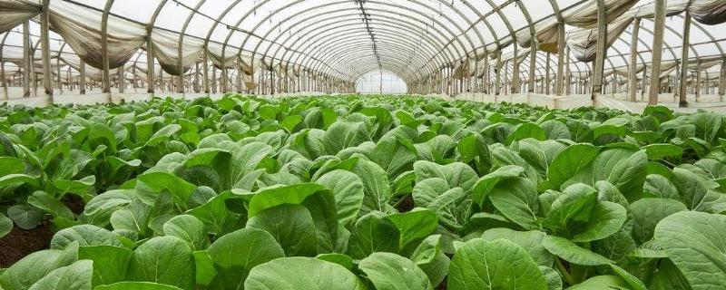 2個人能種幾畝大棚蔬菜，每畝利潤多少