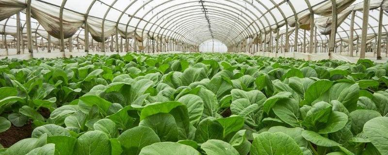 間苗一般在什么時候？間苗是什么意思