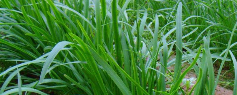 韭菜籽（種子）怎么種植方法，怎么種發(fā)芽快