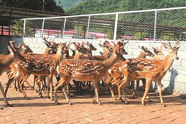 養鹿的利潤與成本分析,風險大嗎,怎么找銷路