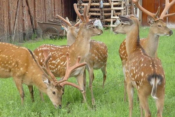 養鹿的利潤與成本分析,風險大嗎,怎么找銷路