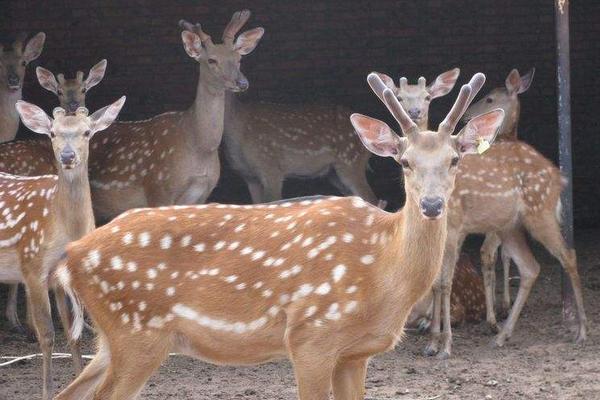 養鹿的利潤與成本分析,風險大嗎,怎么找銷路