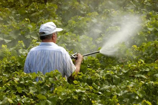 滅生性除草劑有哪些？哪些比較厲害