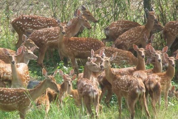 養鹿的利潤與成本分析,風險大嗎,怎么找銷路