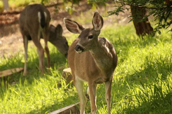 養鹿的利潤與成本分析,風險大嗎,怎么找銷路