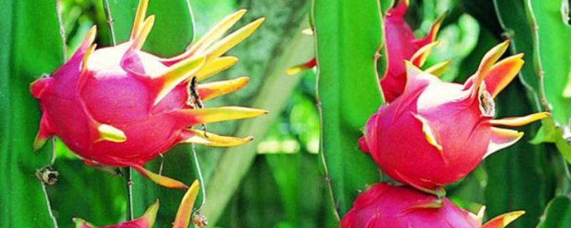 火龍果種植教程,附種植技術和管理方法