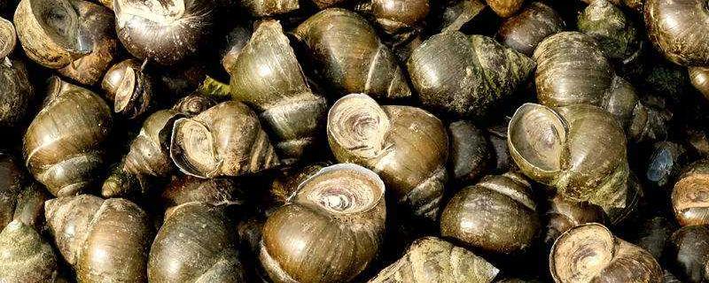 五畝養田螺有多少收入，一畝要多少成本