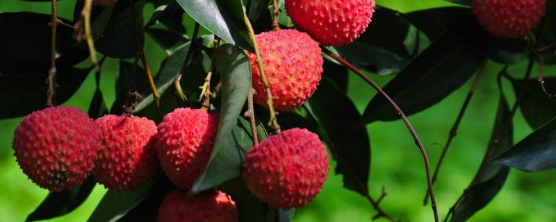 荔枝保花保果農藥最佳配方，用什么藥