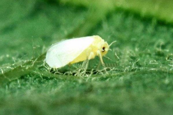 粉虱用什么藥有效,粉虱是什么蟲