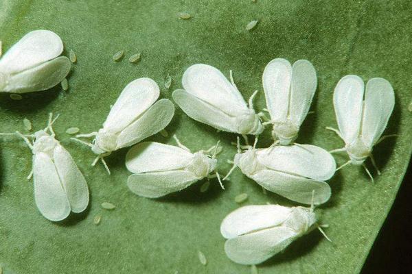 粉虱用什么藥有效,粉虱是什么蟲