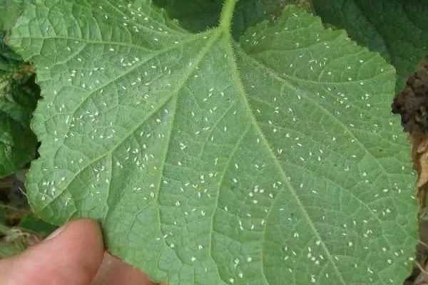 粉虱用什么藥有效,粉虱是什么蟲